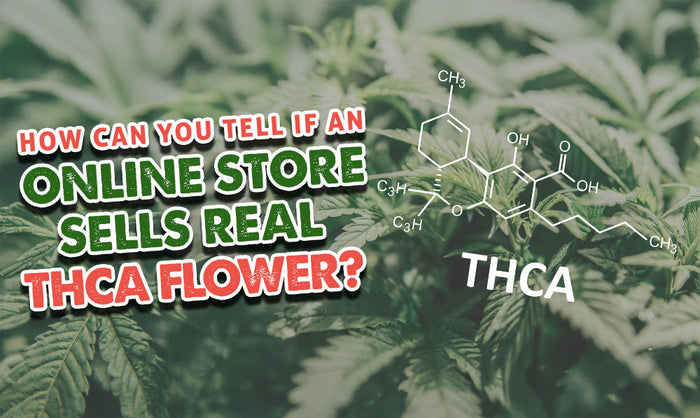 Gastbeitrag von Dr. Ganja: Woran erkennt man, ob ein Online-Shop echte THCA-Blüten verkauft?