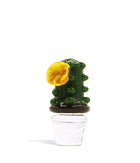 cactus barril